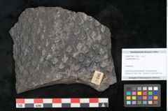 Foto (Objekt + Etikett) von Lepidodendron sp.  (NHMW-GEO-2024-0188-11166)